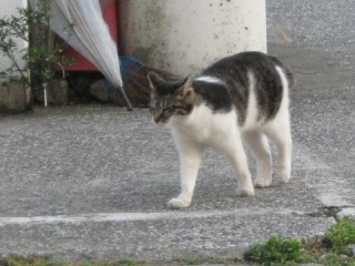 マーブルがやって来た